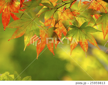 紅葉 色づき始めの写真素材