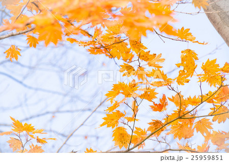 松之山天水越ブナの紅葉 25959851