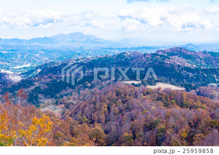 松之山天水越ブナの紅葉 展望台 松之山天水越ブナの紅葉 展望台 25959858