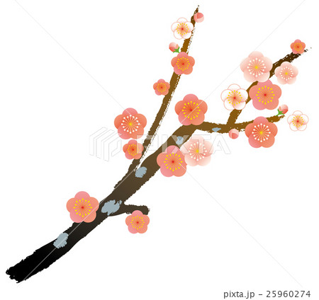 梅 紅梅 梅 紅梅 25960274