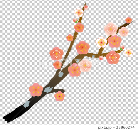 梅 紅梅 梅 紅梅 25960274
