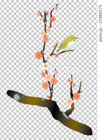 梅にうぐいす 梅にうぐいす 25960275