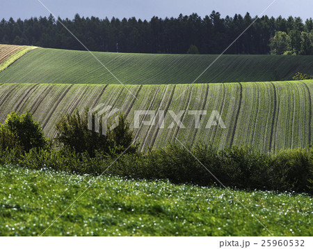 美瑛の丘（北海道） 25960532