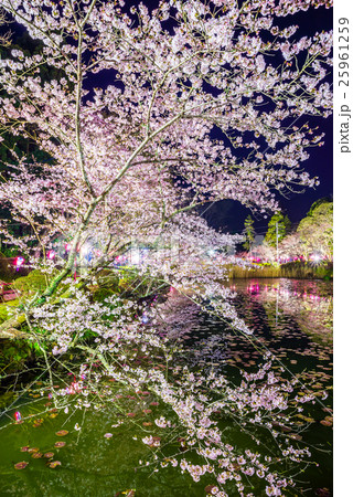 茂原公園 夜桜ライトアップ 千葉県茂原市 の写真素材