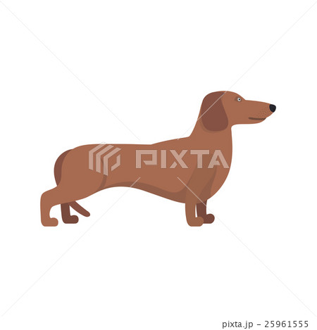 Light Brown Dachshund breed standing on white back Light Brown Dachshund breed standing on white back 25961555