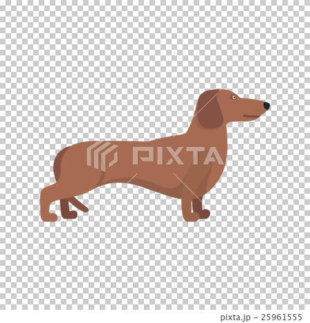 Light Brown Dachshund breed standing on white back Light Brown Dachshund breed standing on white back 25961555