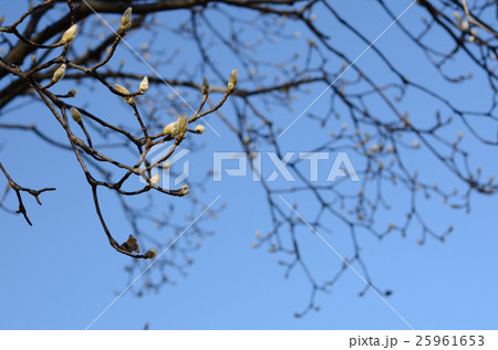 ハクモクレンの冬芽 25961653