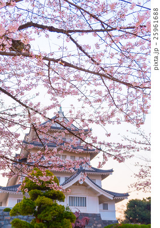 千葉城（千葉市立郷土博物館）と桜 早朝 25961688