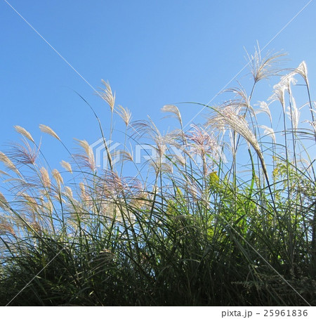 ススキ6 ススキ6 25961836