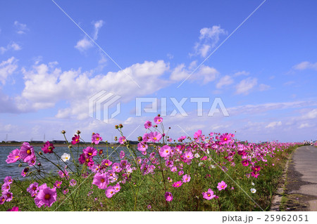 水巻町のコスモス 25962051