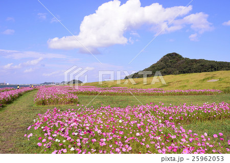 水巻町のコスモス 25962053