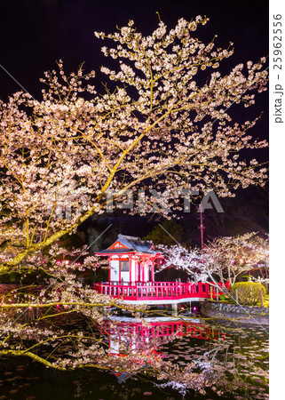 茂原公園 夜桜ライトアップ 千葉県茂原市 の写真素材