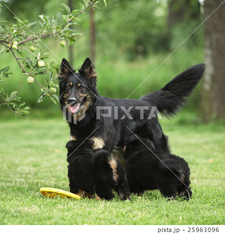 Beautiful bitch of Bohemian Shepherd with puppies 25963096