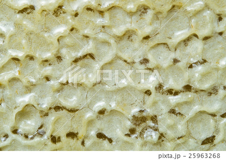 Bee hive texture with honey filled Bee hive texture with honey filled 25963268