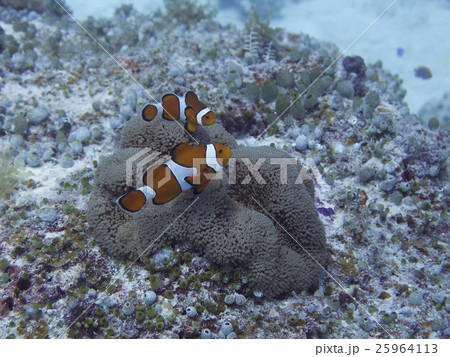 石垣島／カクレクマノミ 25964113