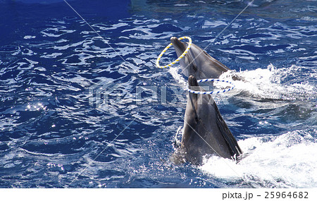 イルカショー／輪投げ 25964682