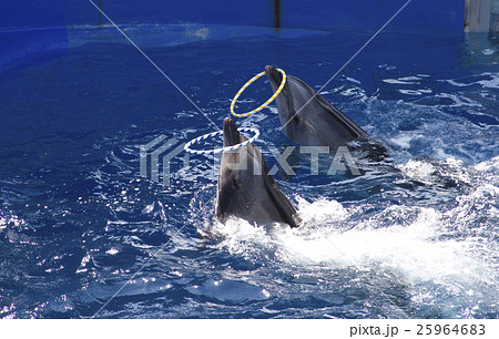 イルカショー／輪投げ 25964683