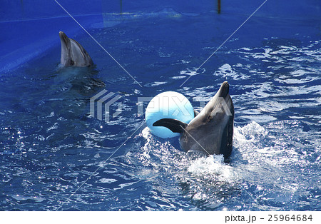 イルカショー／ボール遊びの写真素材 [25964684] - PIXTA