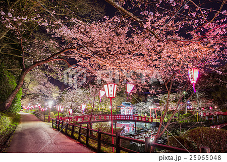 茂原公園 夜桜ライトアップ 千葉県茂原市 の写真素材