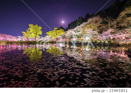 茂原公園 夜桜ライトアップ （千葉県茂原市） 25965851