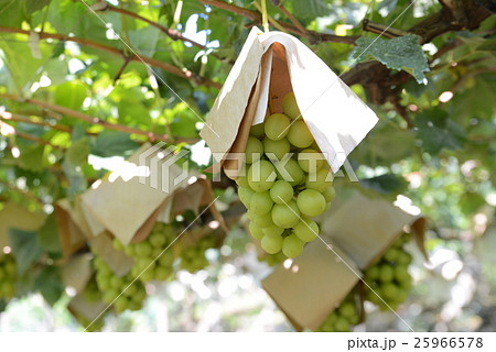 シャインマスカット シャインマスカット 25966578