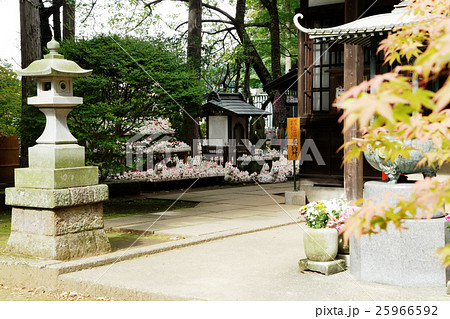 豪徳寺の招き猫 豪徳寺の招き猫 25966592