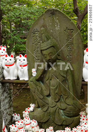 豪徳寺の石像と招き猫 豪徳寺の石像と招き猫 25966607