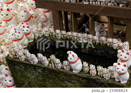 豪徳寺の招き猫 25966624