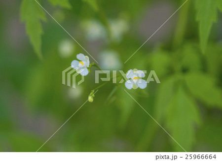フウセンカズラ フウセンカズラ 25966664