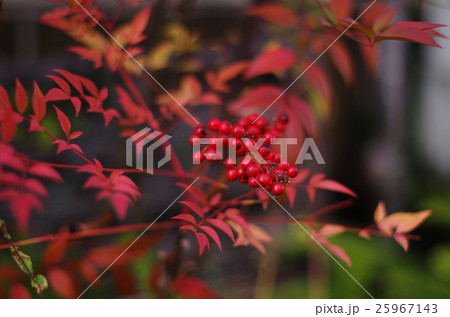 紅く実をつける 25967143