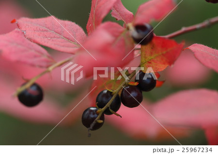 自然　植物　ナツハゼ、夏から葉が赤くなり始めるのでついた名前。秋には本当の紅葉が見られます 25967234