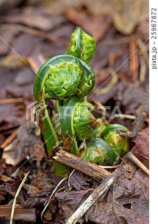 春の山菜・コゴミの芽生え 春の山菜・コゴミの芽生え 25967872