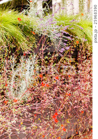 autumn plants 25968390