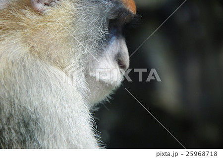 動物 動物学 さる 25968718