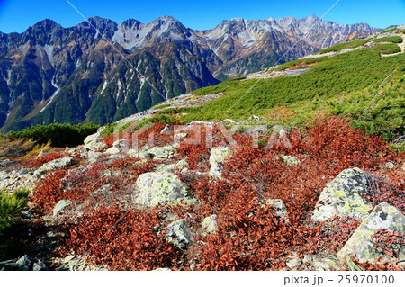 蝶ヶ岳稜線のオンタデの紅葉と槍・穂高連峰 蝶ヶ岳稜線のオンタデの紅葉と槍・穂高連峰 25970100