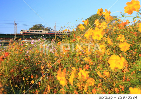 コスモスと西武レッドアロークラシック 25970534
