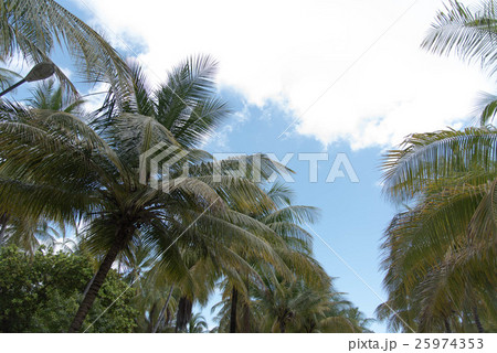 南国 ヤシの木 25974353