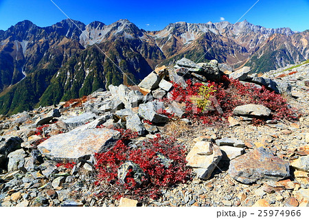 蝶ヶ岳稜線のクロマメノキの紅葉と槍・穂高連峰 25974966