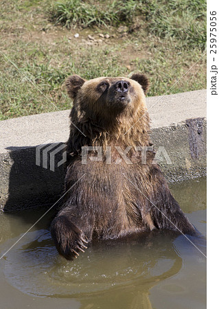 プールに浸かるエゾヒグマ 25975056