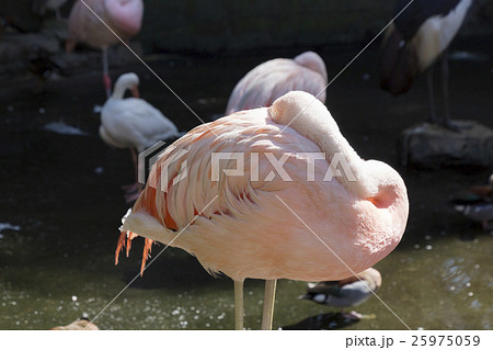 首を曲げて休むチリーフラミンゴ 首を曲げて休むチリーフラミンゴ 25975059