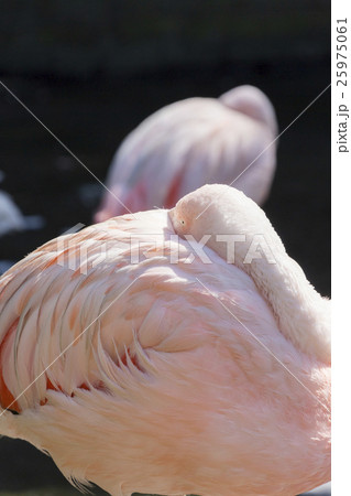 首を曲げて休むチリーフラミンゴ 首を曲げて休むチリーフラミンゴ 25975061