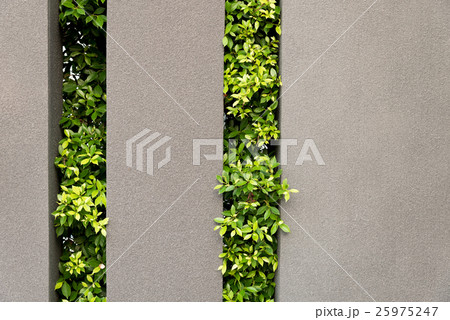 Tree and wall background. 25975247