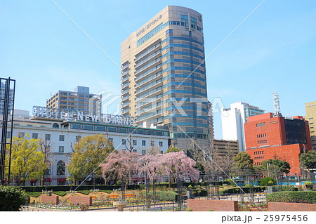 山下公園の桜とホテルニューグランド 山下公園の桜とホテルニューグランド 25975456