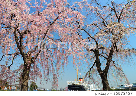 山下公園の桜と氷川丸 山下公園の桜と氷川丸 25975457