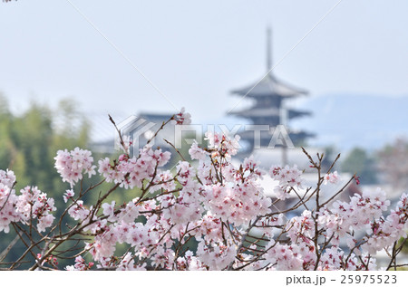 桜ごしに見る法隆寺 桜ごしに見る法隆寺 25975523