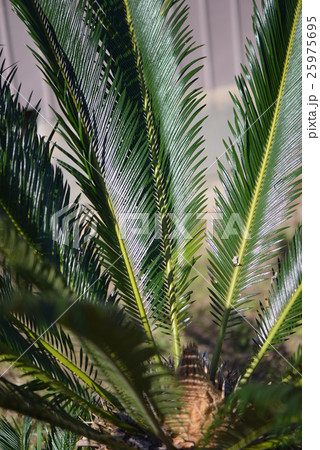 ソテツの葉の写真素材
