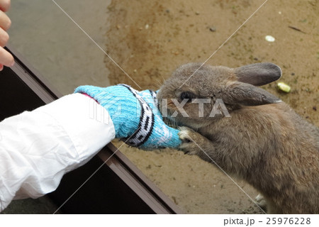 うさぎの餌やり 25976228