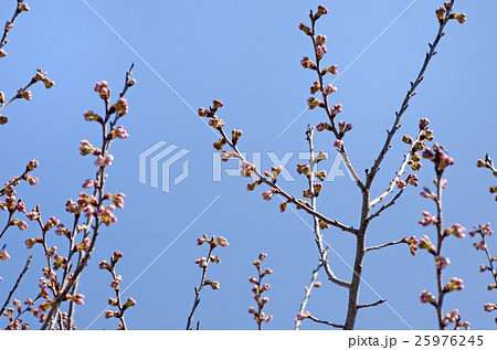 さくらんぼの木 25976245