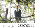 サイチョウ 25976311