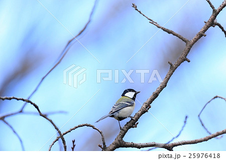 シジュウカラ 25976418